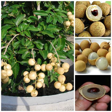 How to Grow Longan Tree, Growing Longan Kohala in Container - Everything About Garden