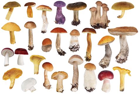 Top 10 Healthiest Mushrooms and Their Benefits - HFR