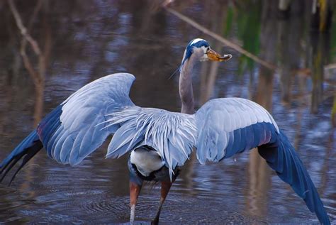 Great Blue Heron Wings Photograph by Kimberley Anglesey