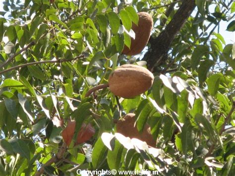 Mahogany Tree | Flowering Trees | Gardening