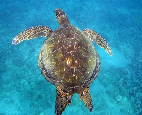 Check Out Beautiful Hawaii Sea Turtles | Hawaiian sea turtle, Turtle ...