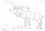 Bull Elk Coloring Pages sketch template