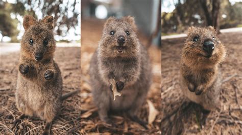 How to get the perfect quokka selfie - Tourism Australia