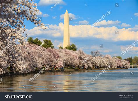 Washington Dc Cherry Blossom Washington Monument Stock Photo 187266206 ...