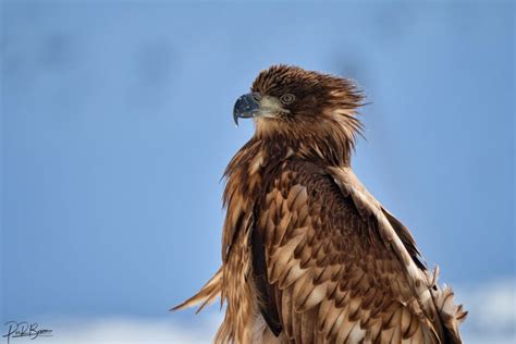 Photographing wildlife in Greenland | Guide to Greenland