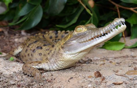 Orinoco Crocodile - Crocodylus intermedius | Our young Orino… | Flickr