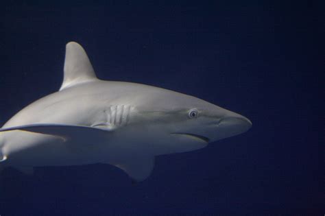 File:Galapagos shark monterey.jpg - Wikimedia Commons