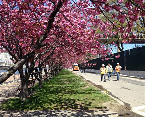 Roosevelt Island Cherry Blossoms: Prettiest Pink in NYC