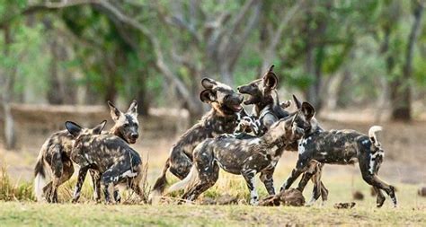 Africa’s Wild Dogs — A Survival Story - Conservation Frontlines