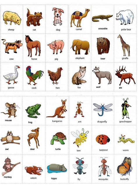 Animals name in English a to z with pictures - Listhadi.com