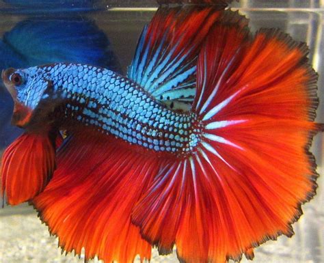 12 Types Of Betta Fish : Type Of Betta Fish Species Steemit : Due to the fact that bettas have ...