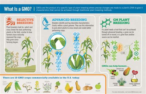 Examples Of Genetically Modified Crops