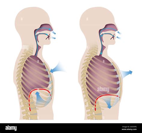 Human respiration (Inhalation and Exhalation Stock Photo - Alamy