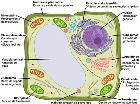 View 27 Celula Vegetal Y Sus Partes Y Funciones - drawchildrenbox