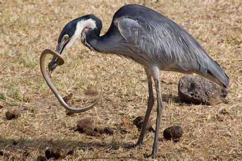 What Do Birds Eat? - Bird Eating Habits & Diets