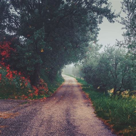 brown sand road between green leaves trees and green grass field during ...