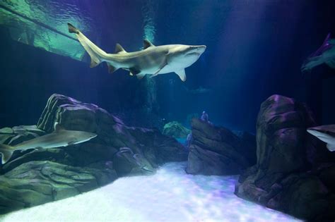 Georgia Aquarium opening new shark exhibit on October 23 | blooloop