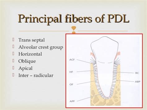 PDL, PERIODONTAL LIGAMENT.