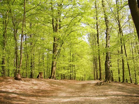 beech forest at spring Free Photo Download | FreeImages