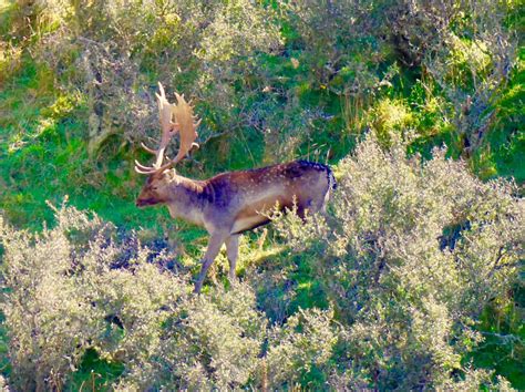 Deer Species in New Zealand · New Zealand Safaris