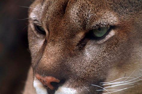 KNEB-AM 960 AM – 100.3 FM - 2023 Mountain Lion Hunting Season Ends in Pine Ridge