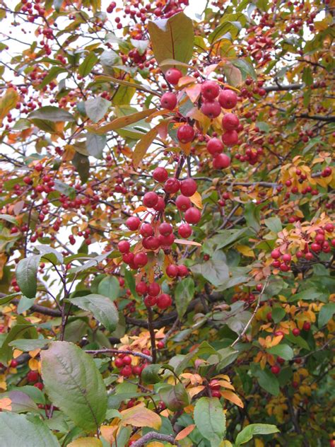 A Few Berry Plants for Birds - Dyck Arboretum