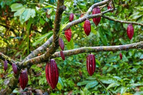 Cacao History - The Cacao Fruit Company