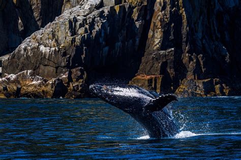 Sitka Wildlife — Ben's Boat Tours