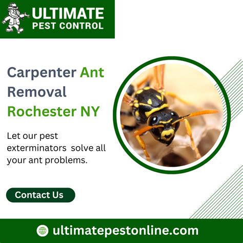 Ultimate Pest Control: Trusted Mice Control Experts in Rochester NY ...