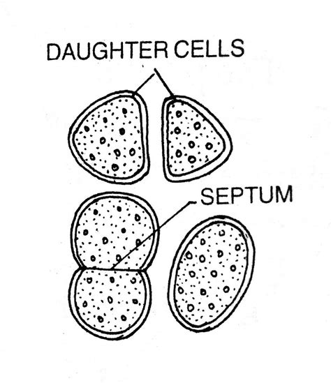 Reproduction in Algae