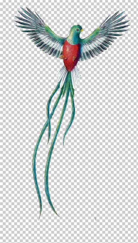 Bird Resplendent Quetzal Guatemalan Quetzal Drawing El Quetzal PNG, Clipart, Animals, Arboles ...