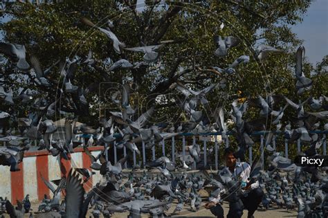 Image of man feeding pigeons-LX744849-Picxy