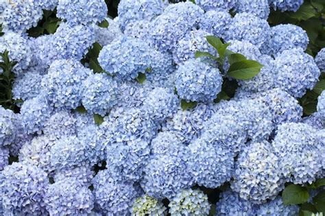 20 Dreamy Hydrangea Gardens That Are Giving Us Major Inspiration