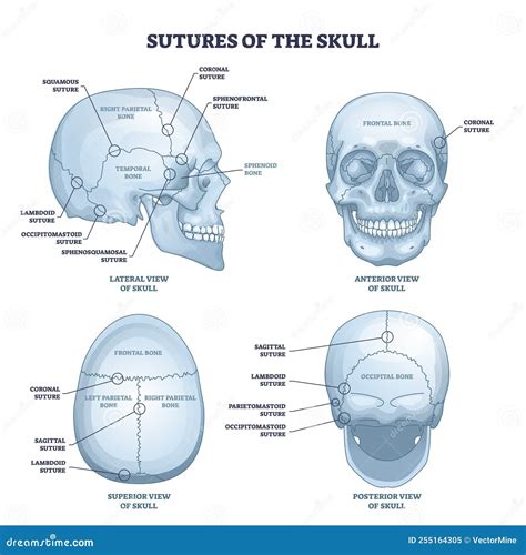 Sutures of the Skull As Human Head Bone Medical Division Outline Diagram Stock Vector ...