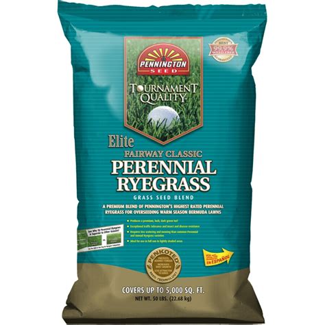 Winter Rye Grass Seed Lowes