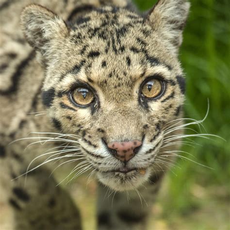 Clouded Leopard | Clouded leopard, Wild cat breeds, Animals beautiful