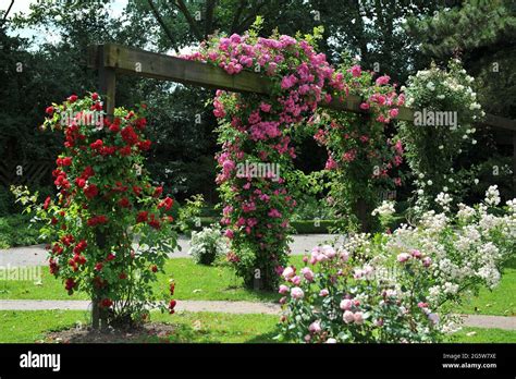 Climbing roses on pergola hi-res stock photography and images - Alamy