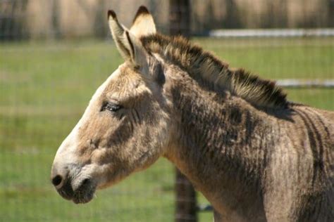 Zonkey Pictures - AZ Animals