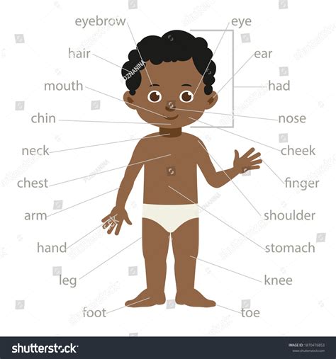 8,621 Body Parts Diagram Images, Stock Photos & Vectors | Shutterstock