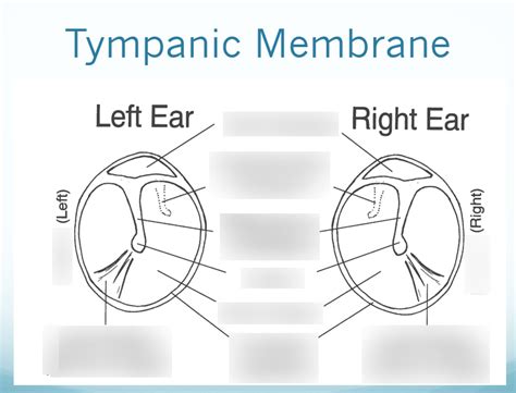 Tympanic Membrane Landmarks Diagram | Quizlet