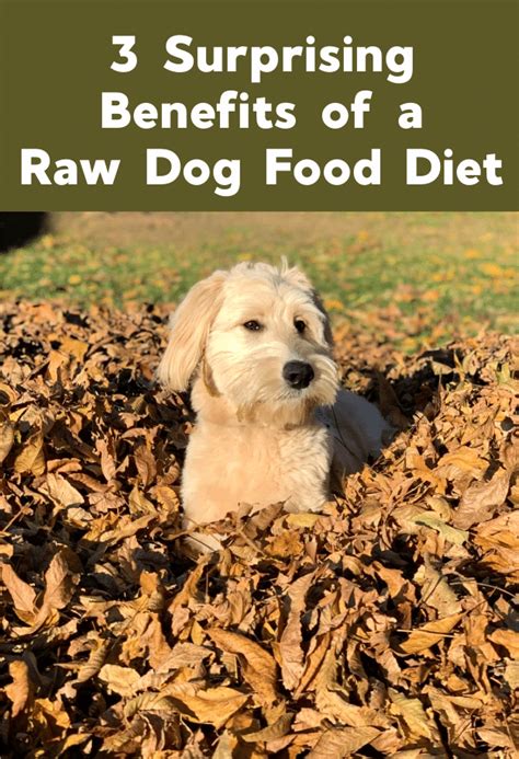 3 Surprising Benefits of a Raw Dog Food Diet