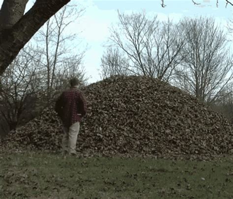 Jumping In GIF - Pile Of Leaves Dry Leaves Jump - Discover & Share GIFs | Dry leaf, Leaves piles ...