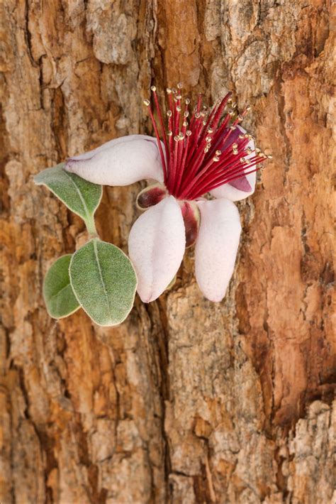 Guava Tree Bloom | Guava tree, Tree photography, Bloom