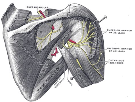 Vtipný Neoprávněný progresivní suprascapular nerve block uvolněný Absay kolidovat