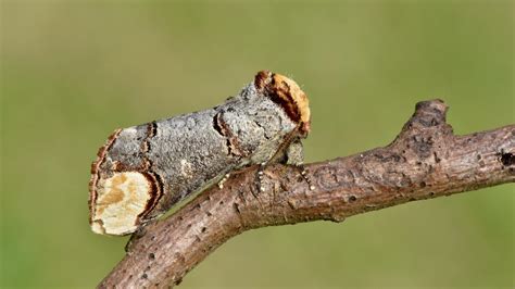 UK Moth Identification: 12 Common Species - Woodland Trust