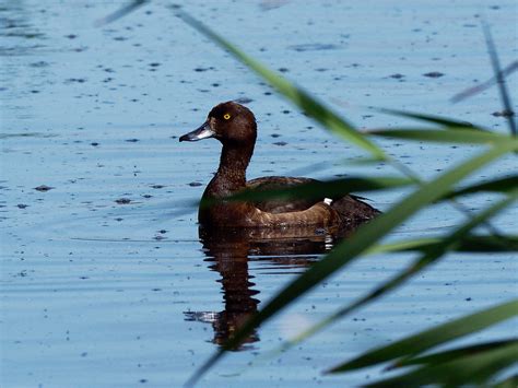 Female Tufted Duck | BirdForum