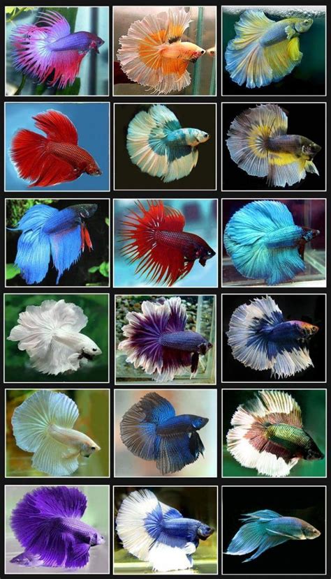 15+ List Different Types of Betta Fish with Pictures | Gate Information ...