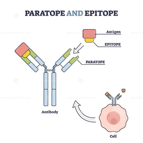 Paratope and epitope antibody binding with foreign body outline diagram ...