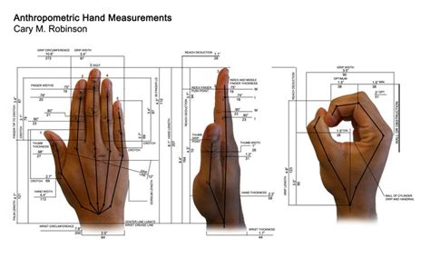 anthropometric hand data | ID201 | Pinterest | Hands, Photos and Michael o'keefe