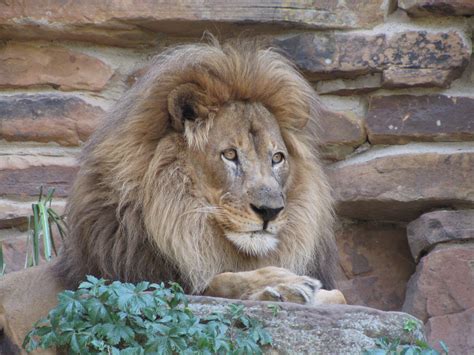 Fort Worth Zoo Rhino Fort Worth Zoo - Carrie Deka Malone Blogs